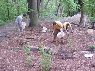 Watering the plants in to help them establish.