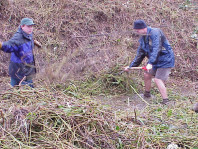 Removing weeds from the site.