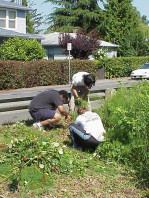 Weeding the upland part of the site.