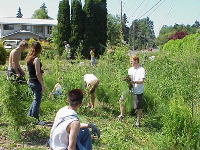 Several students work to clear grasses from swale bank.