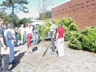 Inspecting the Stanford memorial tree.