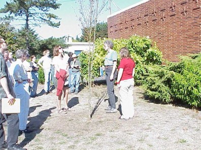 Inspecting the Stanford memorial tree.