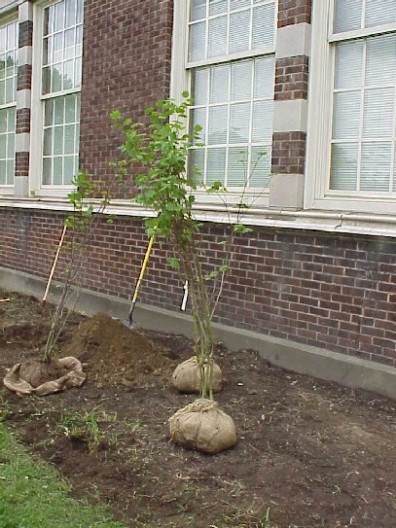 B and B vine maples waiting to be installed.