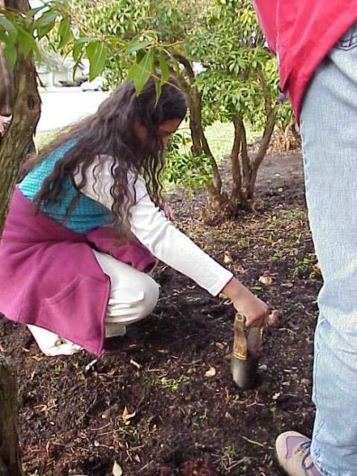 Planting bulbs in the renovated planting bed.