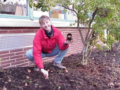 Planting bulbs in the renovated planting bed.