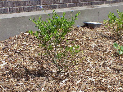 A newly installed Ceanothus sp.