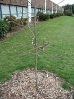 The new Stanford memorial tree, complete with buds.