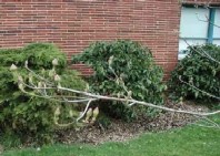 The new Stanford memorial tree, complete with buds.