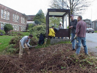 Pulling ivy roots to prevent regermination of this invasive species.