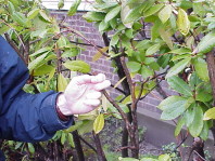 A close up of a sickly plant; note the heading cut that stresses the plant and will lead to hydra growth.