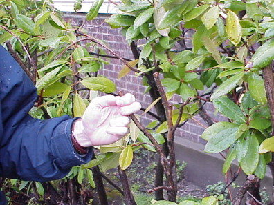 A close up of a sickly plant; note the heading cut that stresses the plant and will lead to hydra growth.