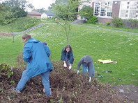 Working to remove the English ivy.