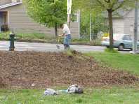 Working to remove the English ivy.