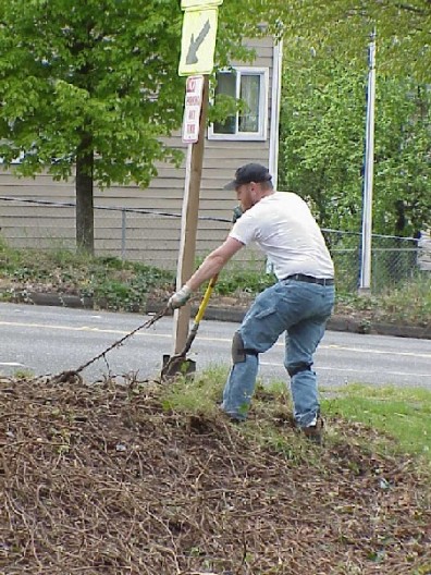 Pulling ivy roots to prevent regermination of this invasive species.