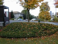 A large ivy bed, which provided cover for rat nests.