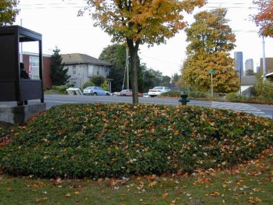 A large ivy bed, which provided cover for rat nests.
