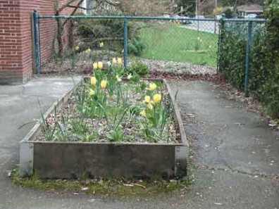 Spring-flowering bulbs in the raised bed.
