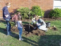Installing the replacement memorial tree in unamended native soil.