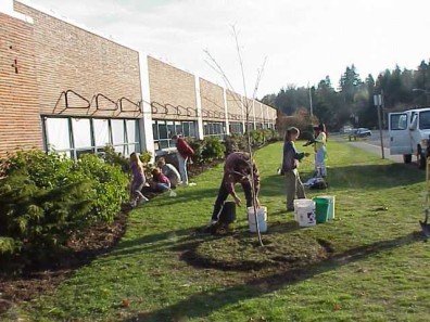 Topdressing the planting hole with mulch, which will provide a steady source of organic matter to the plant.