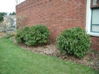 The planting beds one year after installation and cleanup.