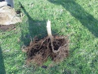 The root system from the sickly tree. Kinked roots weren't removed at installation and the roots never grew out of the planting hole, which was amended with organic matter.