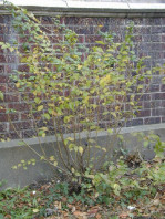 Sickly plants in need of removal and replacement.