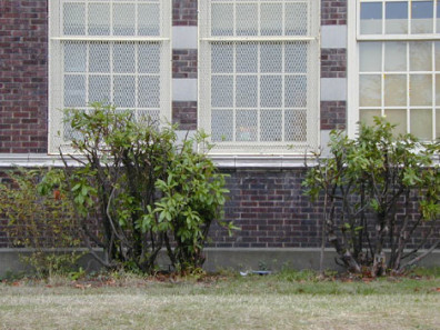 Sickly plants in need of removal and replacement.