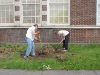 Removing an unhealthy rhododendron.