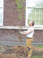 Inspecting a vine maple prior to installation; only dead, diseased, or damaged roots and shoots were removed at this time.