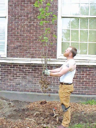 Inspecting a vine maple prior to installation; only dead, diseased, or damaged roots and shoots were removed at this time.