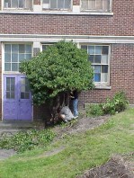 Arborizing existing plants for safety and aesthetic reasons.