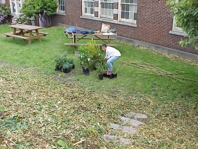 Preparing plants for installation in the freshly mulched site.