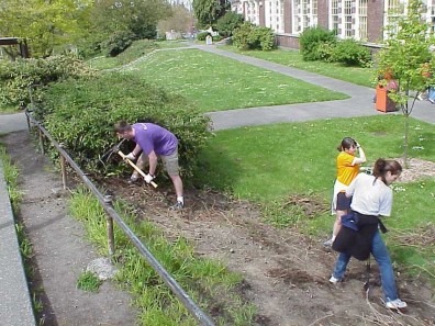 Removing English ivy plants and roots.