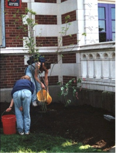Aftercare of newly installed Acer circinatum (May 20, 1999).