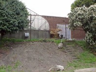 The site following ivy removal.