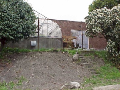 The site following ivy removal.