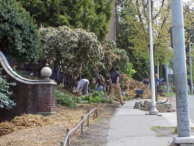 Cleaning up and arborizing existing shrubs.