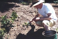 Installing and watering new plants.