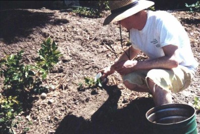 Installing and watering new plants.