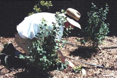 Installing a soaker hose to help water the new plants.