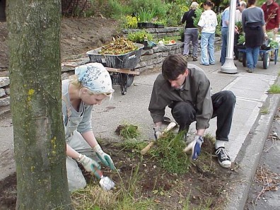 Removing weeds and turf from a nearby tree pit.