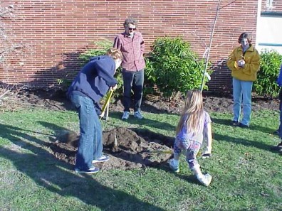 Removing the sickly tree.