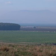 Poplar buffer with Pidilla Bay in the distance.