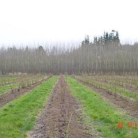 Blueberries with poplar buffer in the distance.