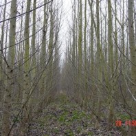 View from inside the buffer.