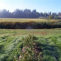 Blueberry buffer site gallery