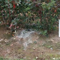 Piezometer in blueberries.