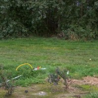 Piezometer transect from blueberries to poplar buffer.