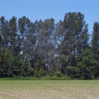 View of buffer from field.