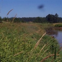 Reed canarygrass growing next to waterway.